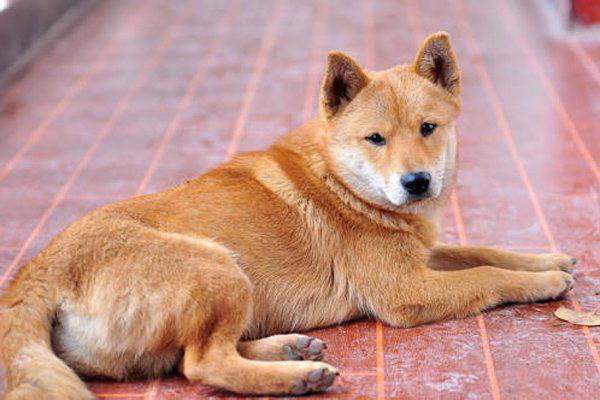 蜱虫狗清理后的照片 横尸遍地迷迷茫茫