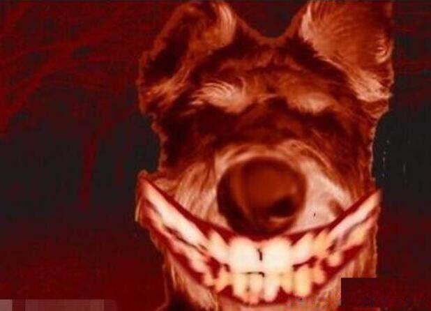 微笑狗图片原图恐怖传说 背后的故事是什么