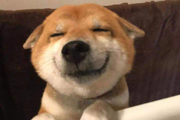 微笑狗事件原图 真如传闻精神错乱的人都能凑成一个国家了