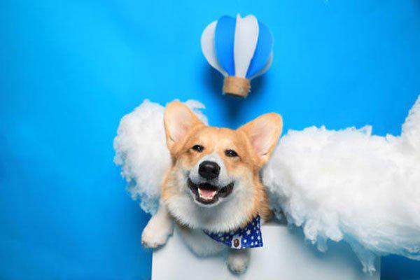 微笑狗事件原图 真如传闻精神错乱的人都能凑成一个国家了