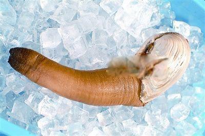 象拔蚌是什么东西 为什么象拔蚌长得那么像男生的