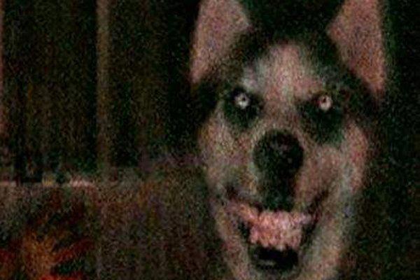 微笑狗图片看了会死吗 看过之后表示还活着