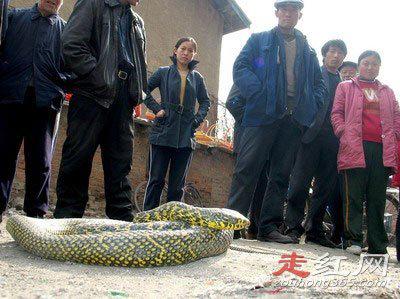 桂平挖蛇事件是真的吗 有一条已经是跑了