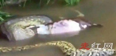 桂平挖蛇事件是真的吗 有一条已经是跑了