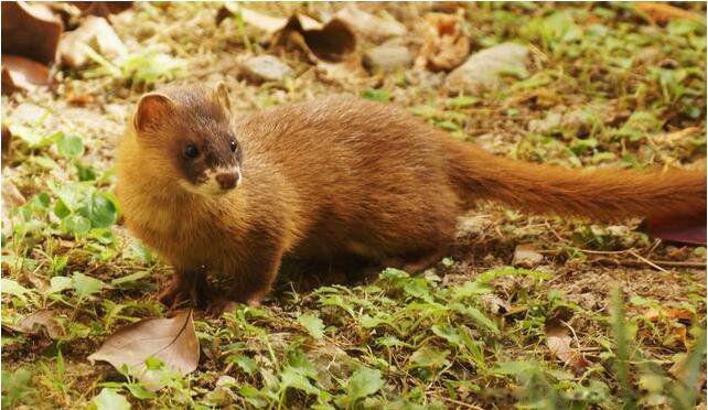 黄鼠狼拜月亮是怎么回事 民间传说拜月真实事件