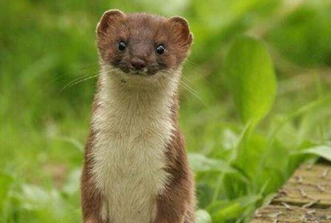 黄鼠狼拜月亮是怎么回事 民间传说拜月真实事件