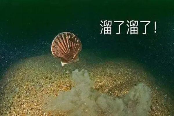 獐子岛扇贝逃跑事件来龙去脉 獐子岛为什么要说扇贝跑了