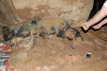 四川南充僵尸事件真假 清朝古尸事件是真的吗