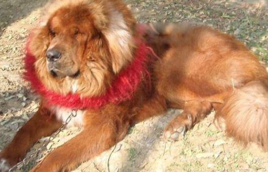 青狼獒和鬼獒图片谁厉害 价格多少钱一只