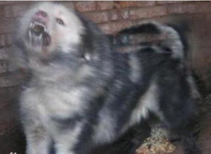 青狼獒和鬼獒图片谁厉害 价格多少钱一只