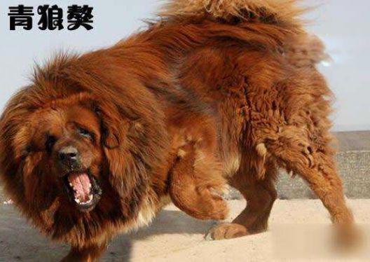 青狼獒和鬼獒图片谁厉害 价格多少钱一只