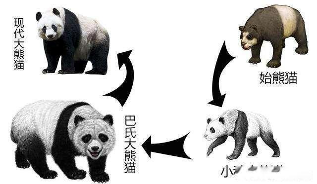 大熊猫吃肉吗 杂食动物除了吃竹子还吃什么食物