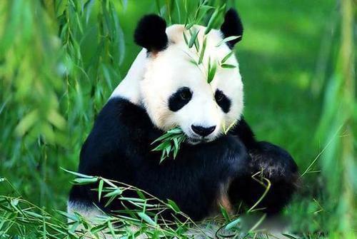 大熊猫吃肉吗 杂食动物除了吃竹子还吃什么食物