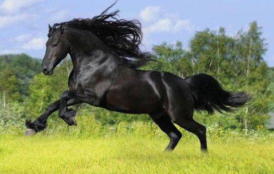 乌骓马是谁的坐骑 历史上项羽的坐骑是一匹野马