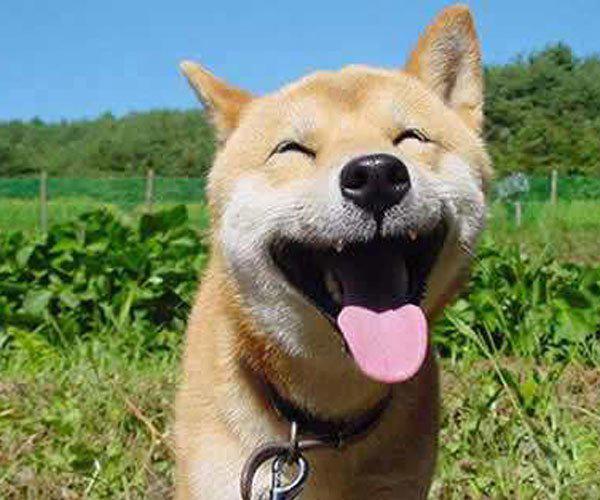 微笑狗五秒动态原图 胆小者慎入好奇害死猫