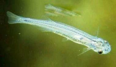 寄生鲶鱼能进入女子尿道吗 会寄生到女生体内吗
