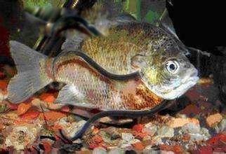 寄生鲶鱼能进入女子尿道吗 会寄生到女生体内吗