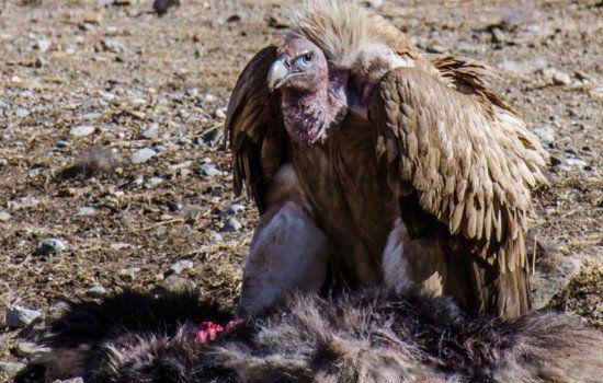 秃鹫的头为什么是秃的 头上为什么不长毛光秃秃的