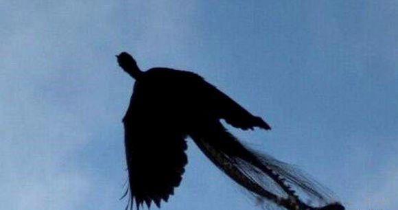 三大真龙目击事件 真龙存在的真实事件震惊全国