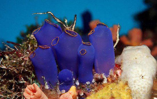 海鞘怎么读是什么东西 海鞘吃自己的脑子是真的吗