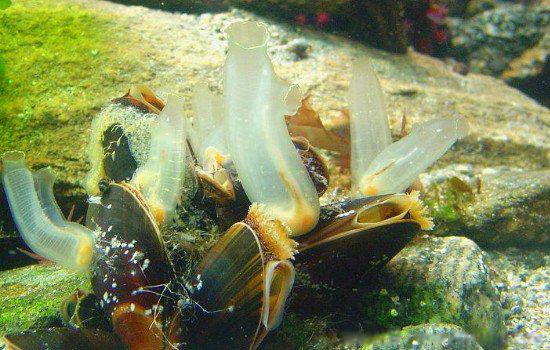 海鞘怎么读是什么东西 海鞘吃自己的脑子是真的吗