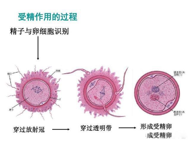 火星男孩是谁 自称来自火星的男孩