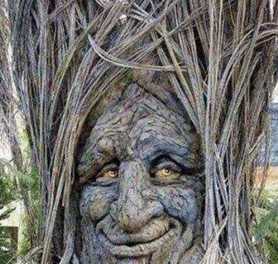 食人树吃人是真的吗 印尼吃人树是怎么吃掉人的