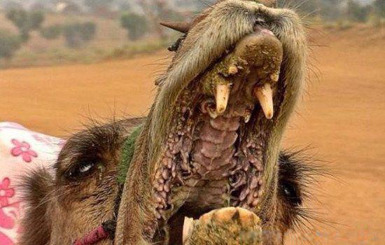 骆驼吃刺不怕扎吗 吃仙人掌为什么不怕刺