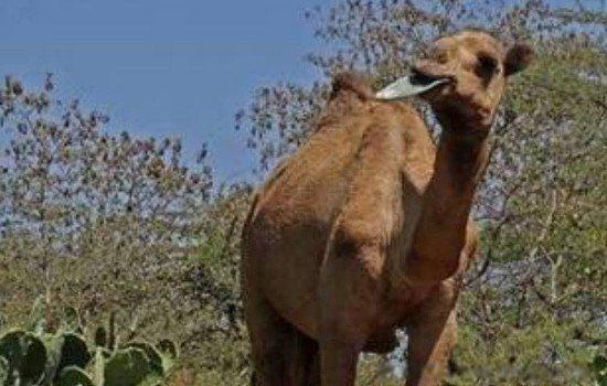 骆驼吃刺不怕扎吗 吃仙人掌为什么不怕刺