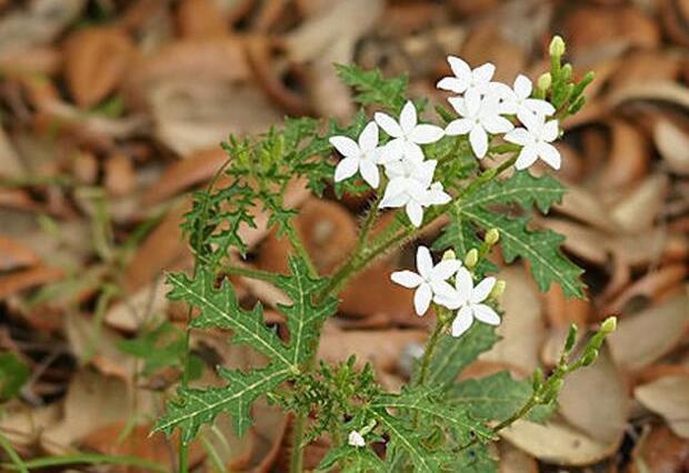 什么花有毒又快速致命 世界上最恐怖的十种毒花