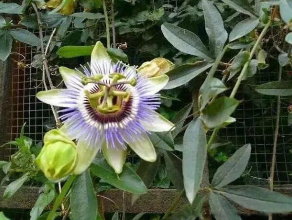 什么花有毒又快速致命 世界上最恐怖的十种毒花