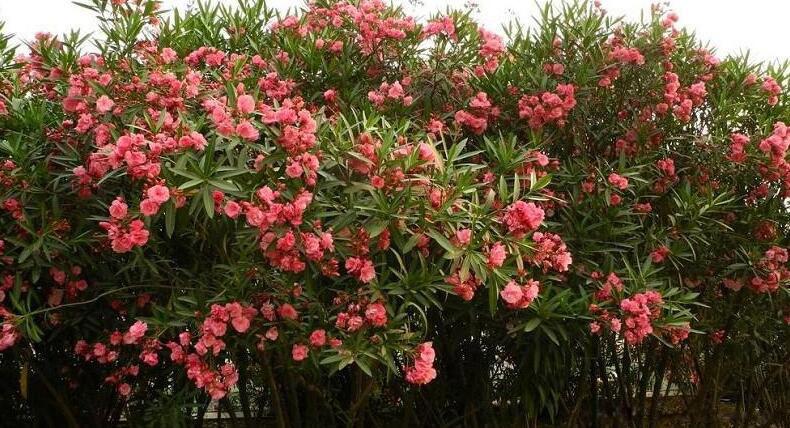 什么花有毒又快速致命 世界上最恐怖的十种毒花