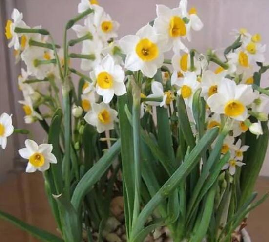 什么花有毒又快速致命 世界上最恐怖的十种毒花