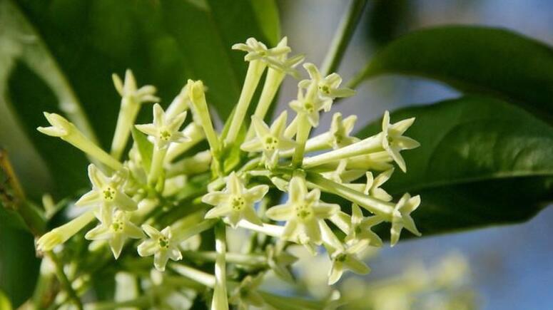 什么花有毒又快速致命 世界上最恐怖的十种毒花