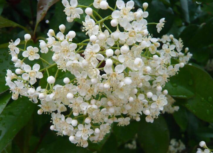 石楠花为什么是精子味 香味什么梗什么意思