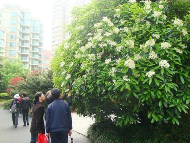 石楠花为什么是精子味 香味什么梗什么意思