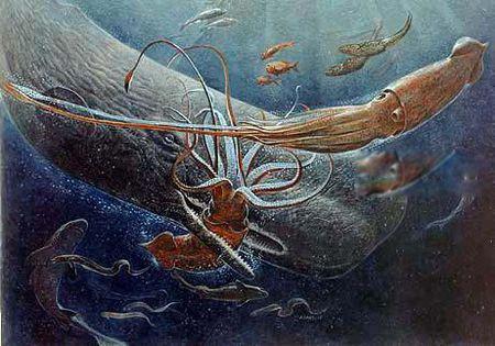 大王乌贼最大长多少米有多大 vs抹香鲸战斗谁厉害