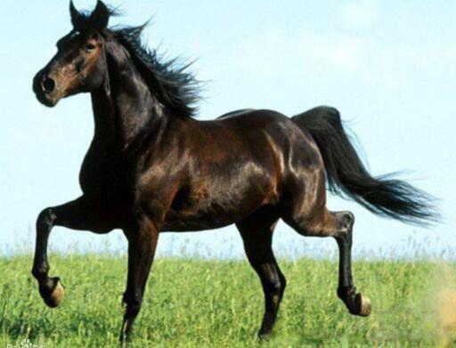 汗血宝马多少钱一匹 是哪个国家的特产品种