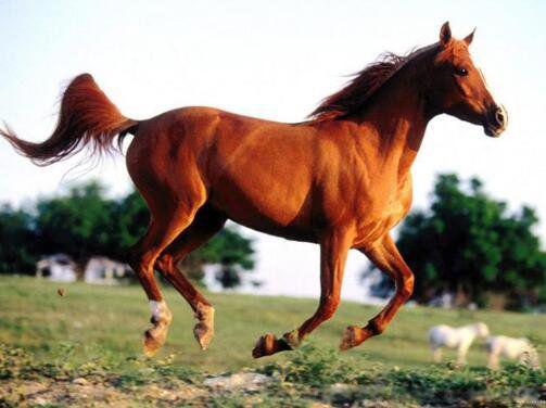 汗血宝马多少钱一匹 是哪个国家的特产品种