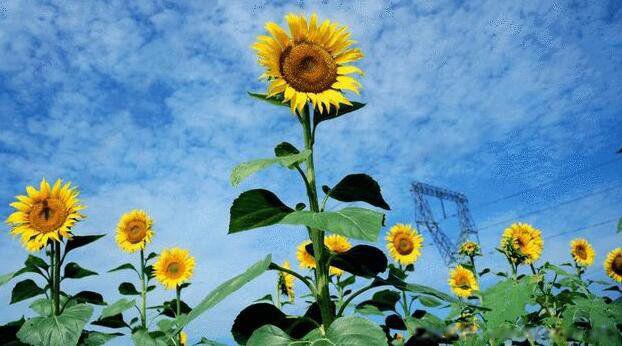 白玫瑰花语是什么意思寓意 别人送你白玫瑰代表什么