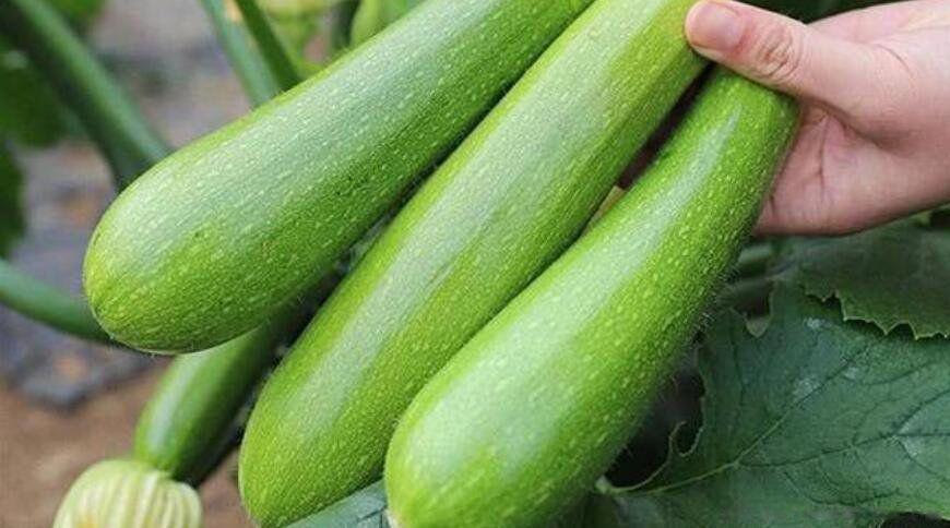 北瓜是什么瓜 有冬瓜西瓜南瓜为什么没有北瓜