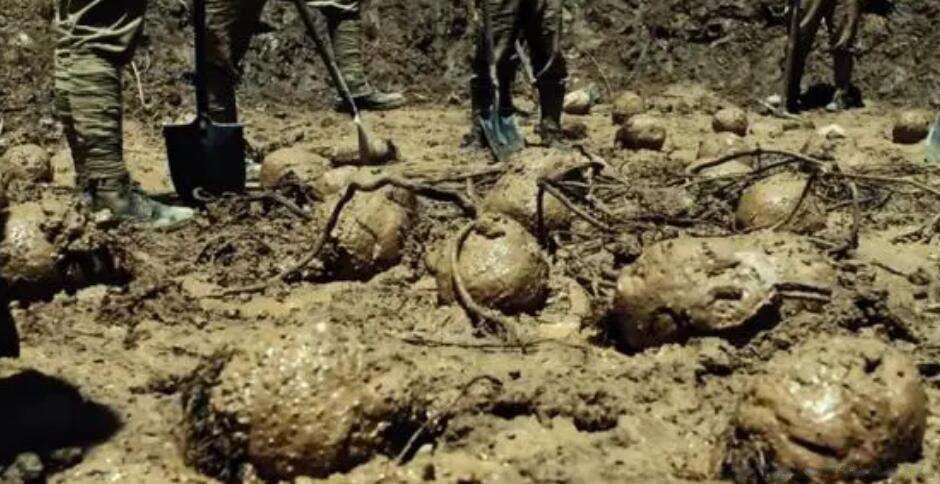 北瓜是什么瓜 有冬瓜西瓜南瓜为什么没有北瓜