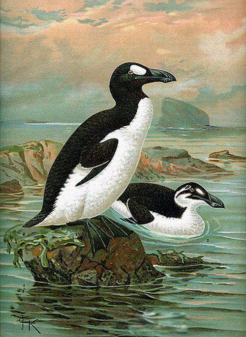 大海雀灭绝的主要原因是什么 北极大海雀长什么样子图片