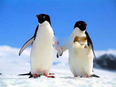 大海雀灭绝的主要原因是什么 北极大海雀长什么样子图片