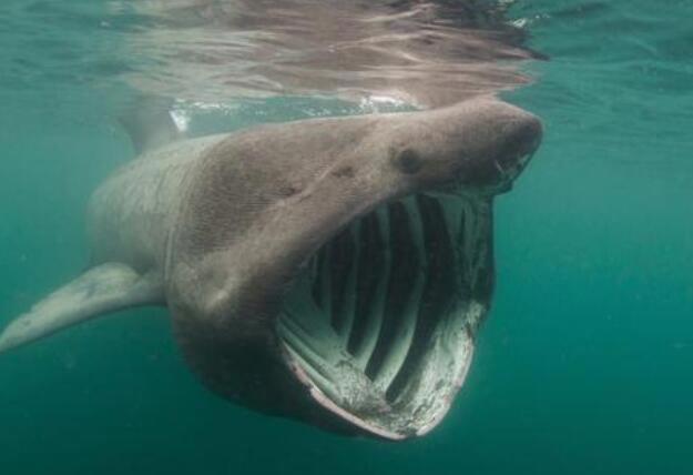 世界最大的鱼十大排名 鲸鲨是世界上最大的鱼吗