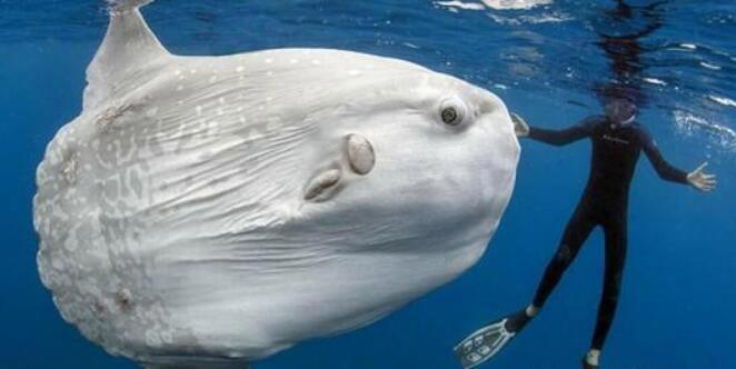 世界最大的鱼十大排名 鲸鲨是世界上最大的鱼吗