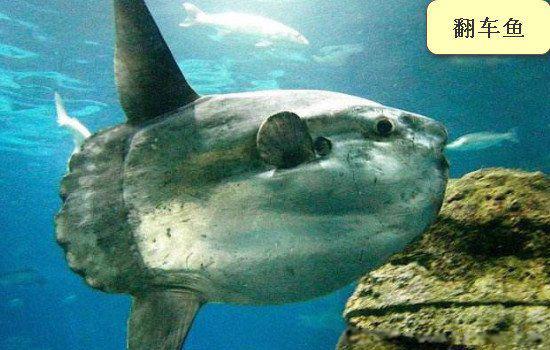 长白山天池水怪真实照片 水怪之谜真相已被破解