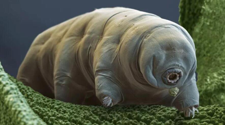 水熊虫是什么生物 真的杀不死吗生命力有多强