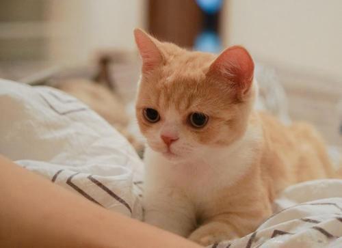 踩奶是什么意思 踩奶行为对猫咪有什么意义