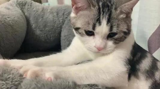 踩奶是什么意思 踩奶行为对猫咪有什么意义